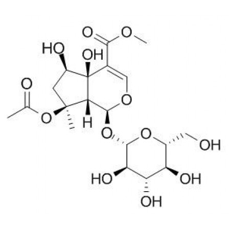 Phlorigidoside B