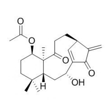 Kongensin A