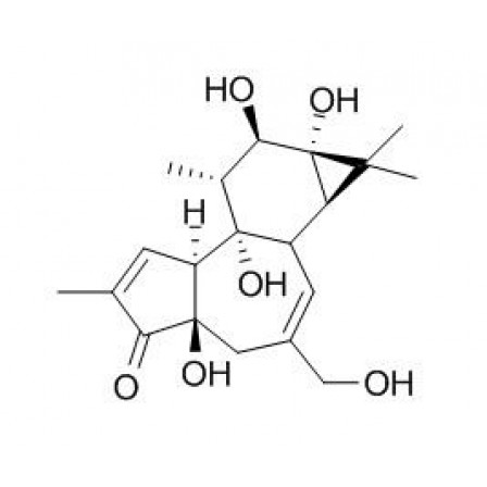 Phorbol