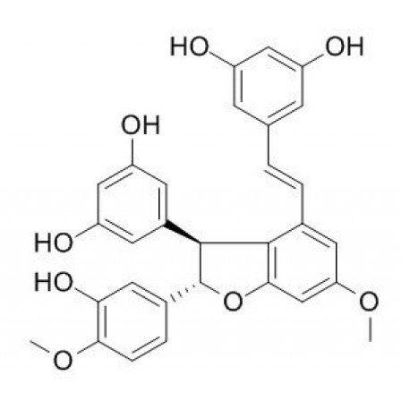 Shegansu B