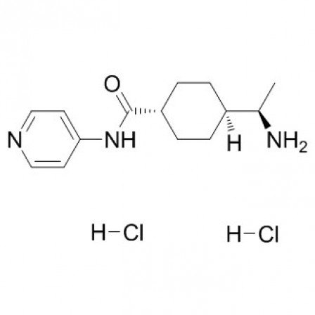 Y27632 2 HCl